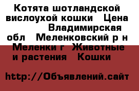 Котята шотландской вислоухой кошки › Цена ­ 1 500 - Владимирская обл., Меленковский р-н, Меленки г. Животные и растения » Кошки   